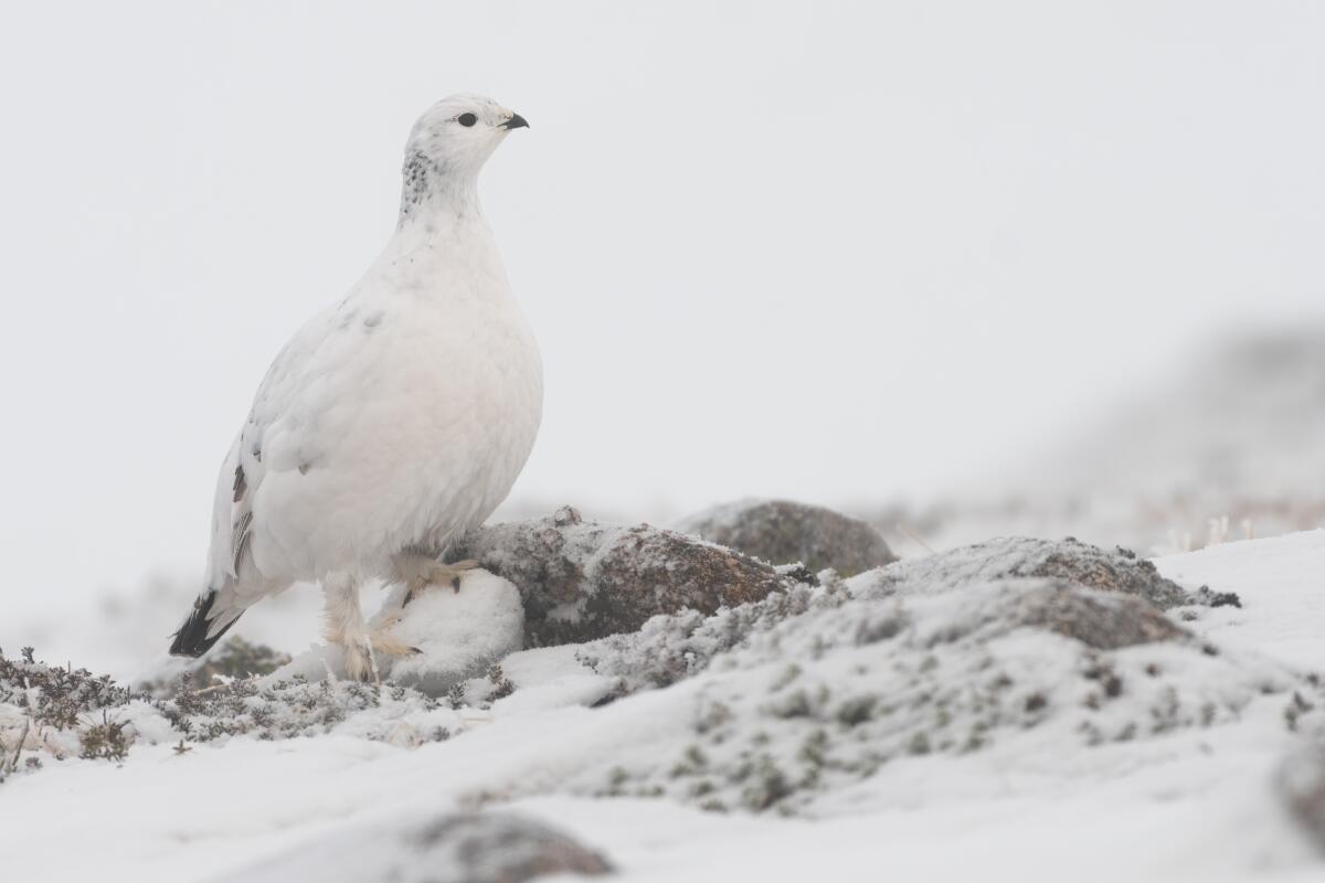 Alpenschneehuhn