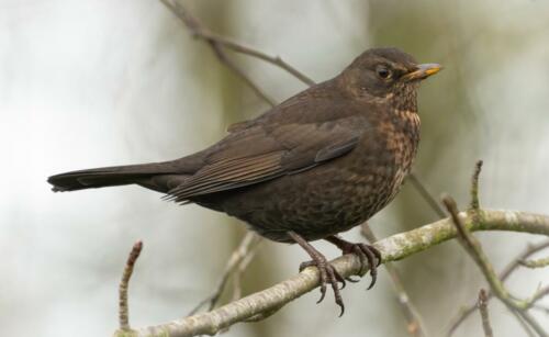 Amsel (W)