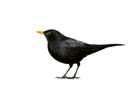 Amsel