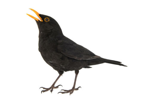 Amsel