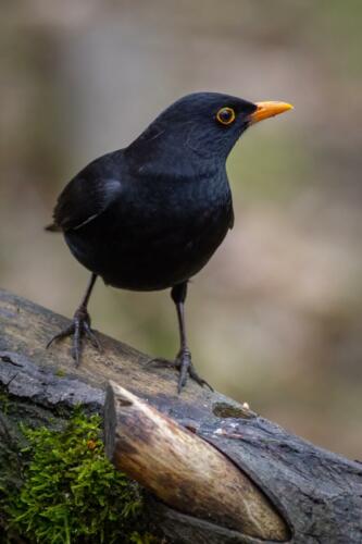 Amsel