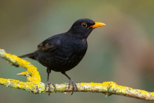 Amsel