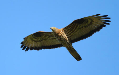 Wespenbussard