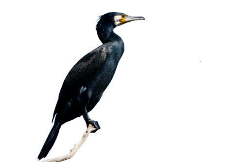 Kormoran