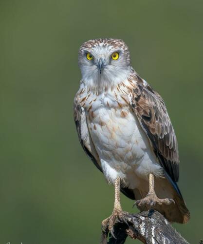 Schlangenadler