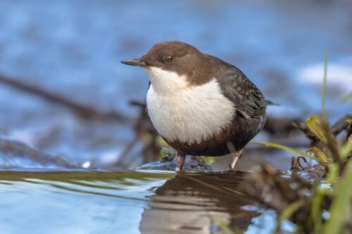 Wasseramsel