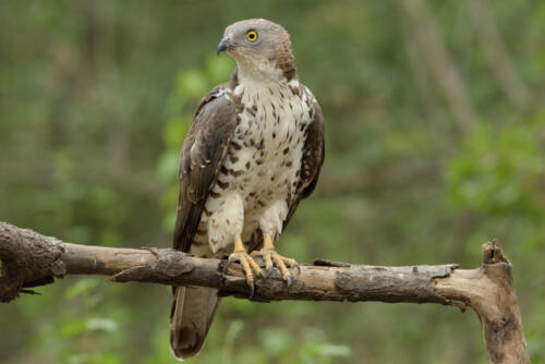 Wespenbussard