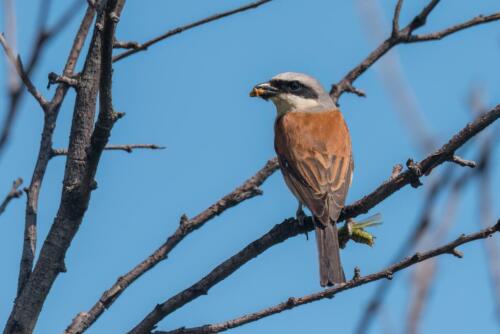 Red-backed,Shrike,Eating,From,A,Grasshopper,Held,In,Claw