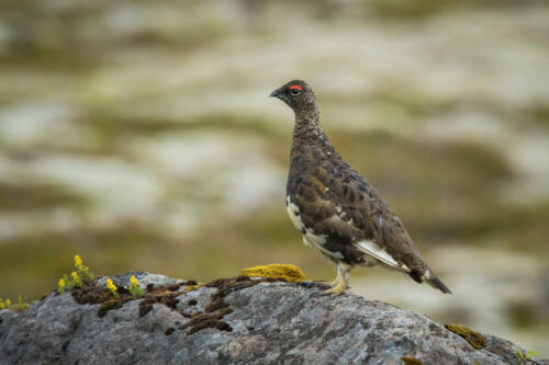 Alpenschneehuhn