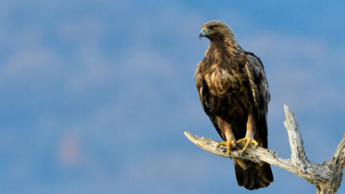 Steinadler