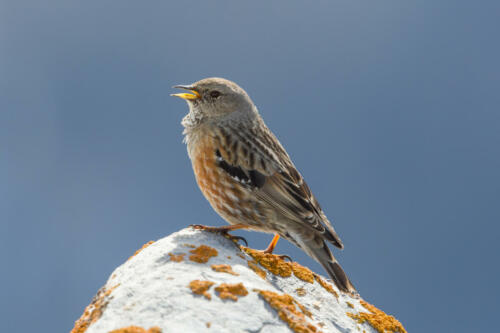 One,Isolated,Alpine,Accentor,(prunella,Collaris),Standing,On,Rock