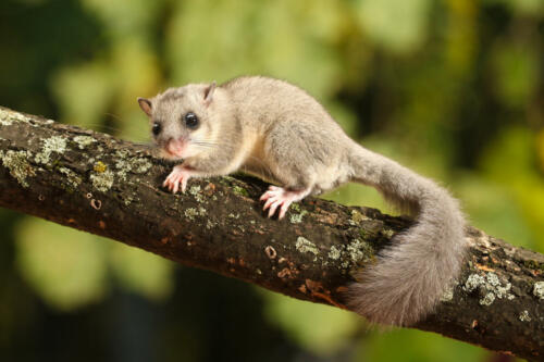 Cute,Edible,Dormouse,,Glis,Glis,On,The,Branch