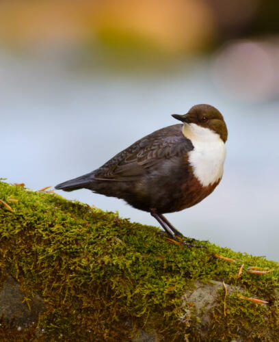 Wasseramsel