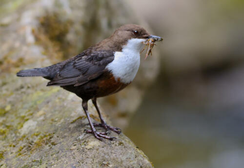 Wasseramsel