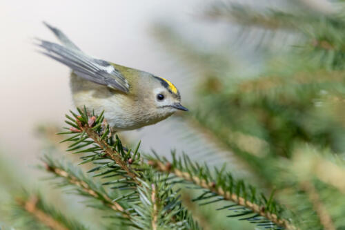 Wintergoldhähnchen