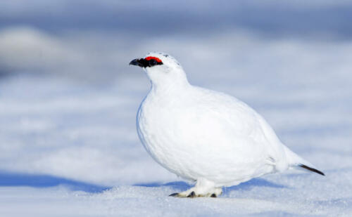 Alpenschneehuhn