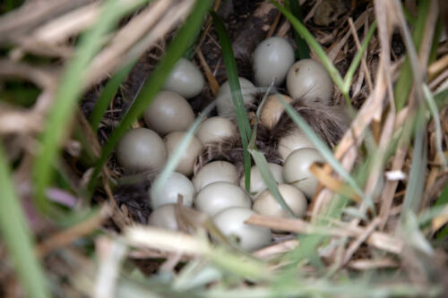 Common,Pheasant,(phasianus,Colchicus),Nest,With,Eggs,Hidden,In,A