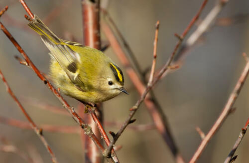 Wintergoldhähnchen