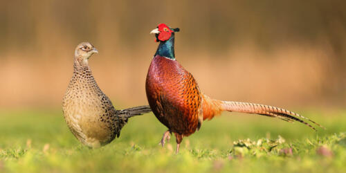 Two,Common,Pheasants,,Phasianus,Colchicus,,Standing,Close,To,Each,Other