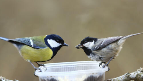 links Kohlmeise,rechts Tannenmeise