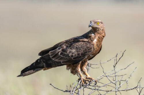 Wespenbussard