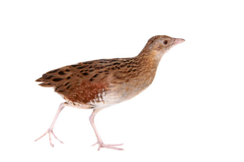 Corncrake,Or,Landrail,,Crex,Crex,,On,White