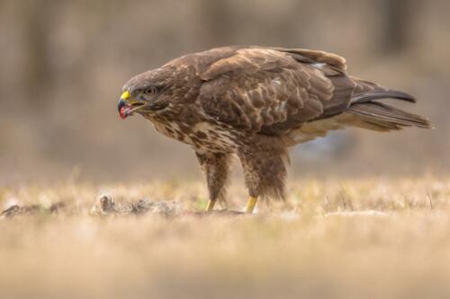 Mäusebussard