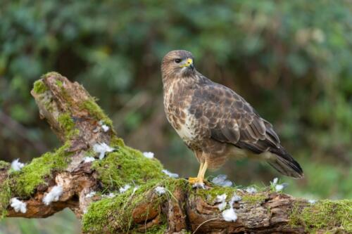 Mäusebussard