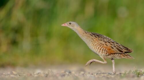 Corn,Crake,-,Male,Bird,At,A,Meadow,In,The