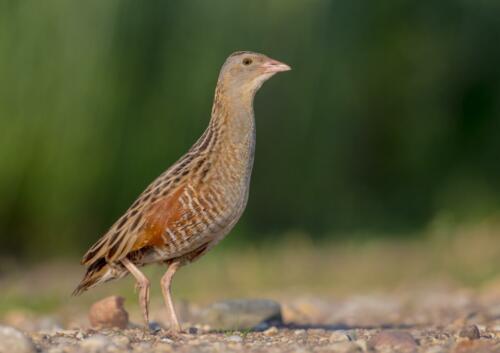 Corn,Crake,-,Male,Bird,At,A,Meadow,In,The