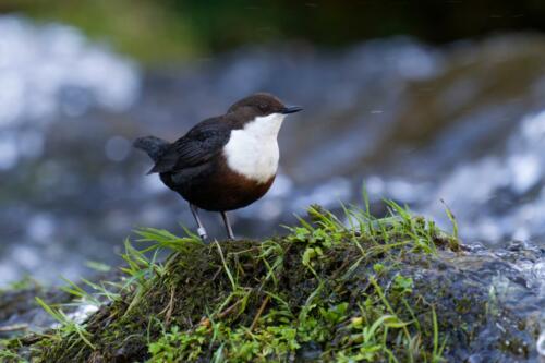 Dipper,,Cinclus,Cinclus,,Single,Bird,On,Rock,In,Water,,Derbyshire,