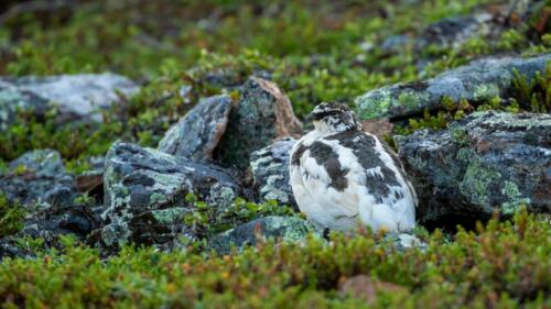 Alpenschneehuhn