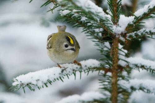 Wintergoldhähnchen