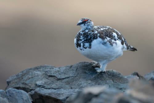 Alpenschneehuhn