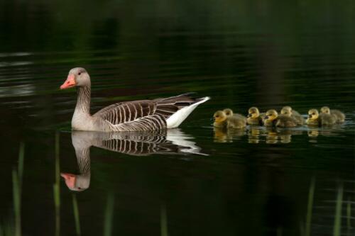 Parent,Greylag,Goose,(anser,Anser),Out,With,Their,Young,Goslings.