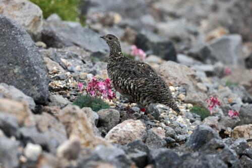 Alpenschneehuhn