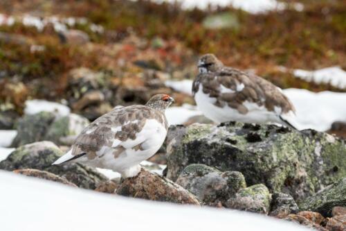 Alpenschneehuhn