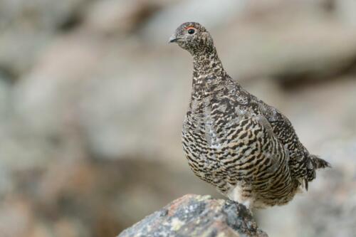 Alpenschneehuhn