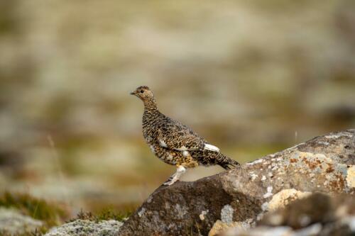 Alpenschneehuhn