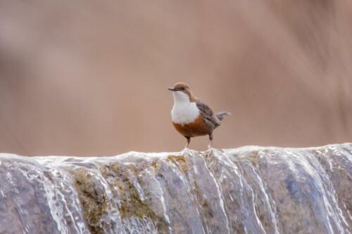 Wasseramsel