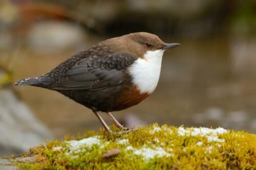 Wasseramsel