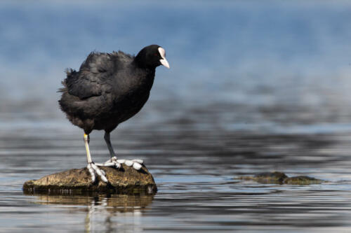 Coot,On,Rock