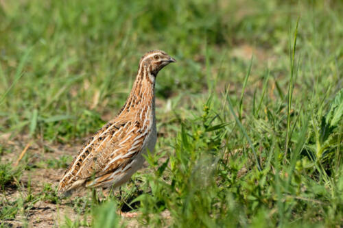 Common,Quail,(coturnix,Coturnix),At,Summer,Meadow.,Moscow,Region,,Russia