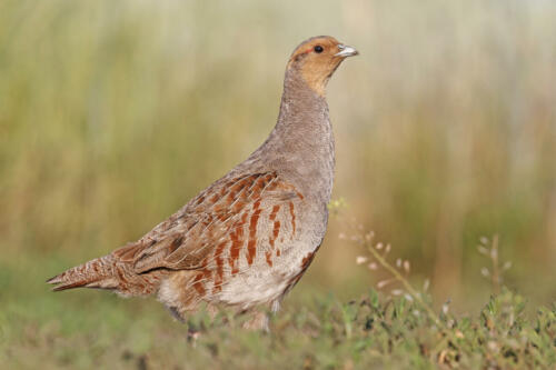 Partridge,Wing/grey,Partridge