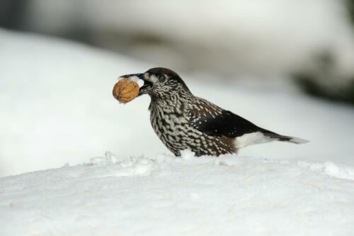 Nucifraga,Caryocatactes,On,The,Snow