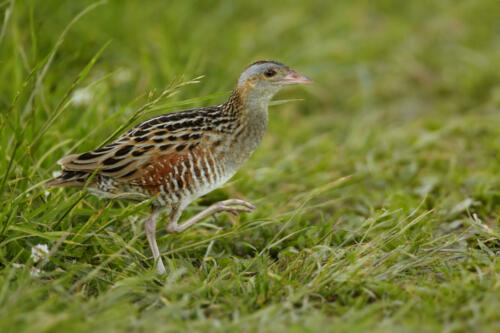 Corncrake,,Crex,Crex,,Very,Shy,Rail,,,Uncommon,Bird,Of