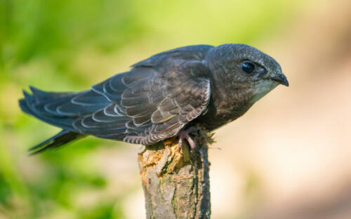 Common,Swift,(apus,Apus),Sitting,On,A,Branch