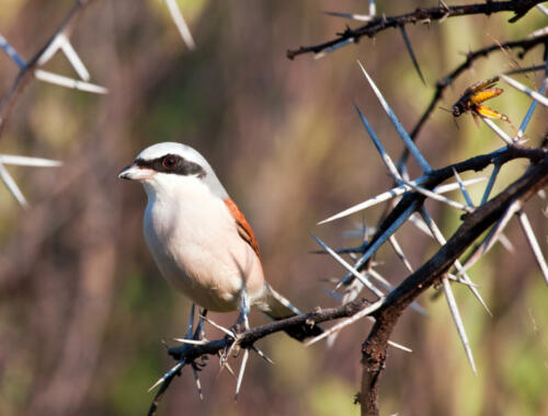 Redbacked,Shrike,With,Food,Stuck,Into,Thorns