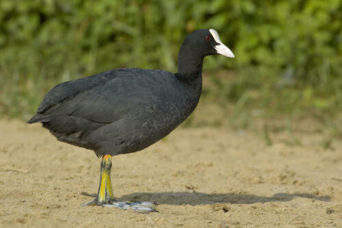 Coot,-,Fulica,Atra