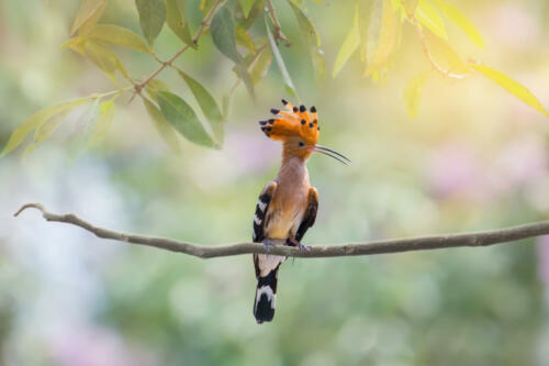 Crested,Bird,Perching,Alone.,Long,Bill,Bird,,Eurasian,Hoopoe,(